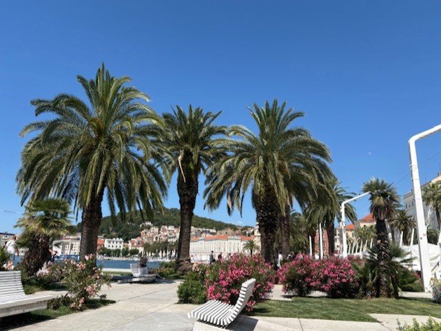 La promenade de Split bordée de palmiers et de lauriers-roses, face au port