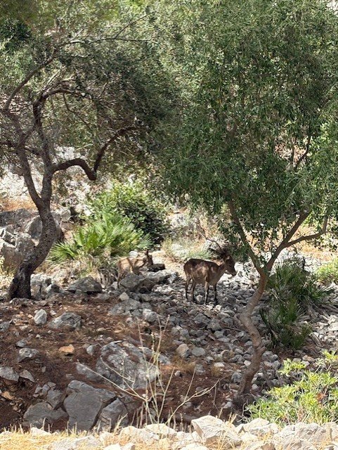 Des chèvres sauvages parmi les rochers et les oliviers