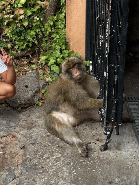 Un macaque assis contre une grille